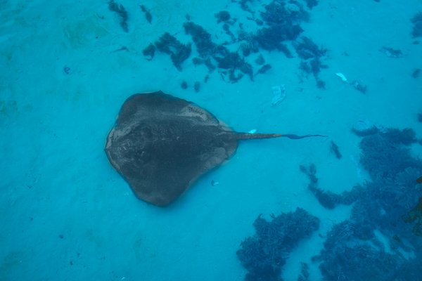 Quels sont les meilleurs sites pour la plongée avec les raies mantas à Zanzibar, Tanzanie?