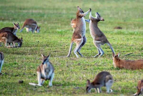 Quelle croisière propose des excursions pour observer les kangourous dans leur habitat naturel en Australie?